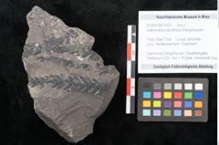 Foto (Objekt + Etikett) von Asterocarpus acutifolius Ettingshausen (NHMW-GEO-2024-0188-10501)